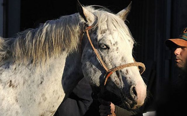 ERRADICACION DE MUERMO EQUINO Y SARNA EQUINA