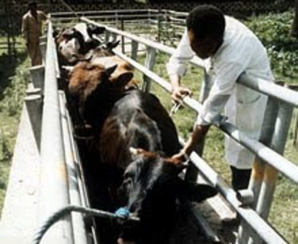 DEBIDO AL ALTO COSTO DE IMPLEMENTACIÓN DE DE VACUNACIÓN LA CAMPAÑA JP15 FALLÓ POR LA NO VACUNACIÓN CONTINUA DE PESTE BOVINA EN TERNEROS.