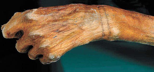 3300 a. C.: Ötzi, el hombre de Similaun