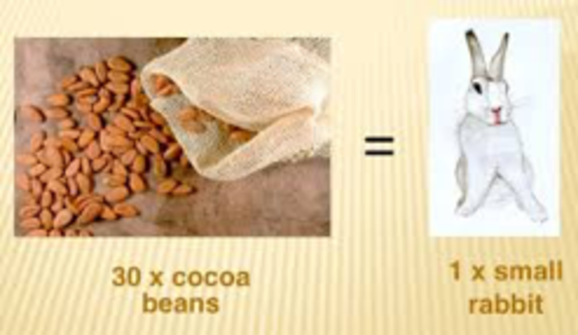 Cocoa Beans are Currency in Spain