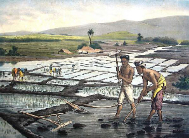 Hoogtepunt Cultuurstelsel voor Nederland