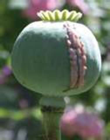 World record opium crop