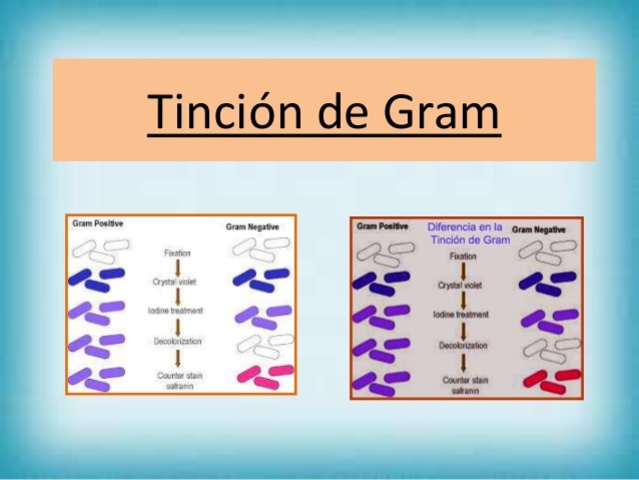 Tincion Gram
