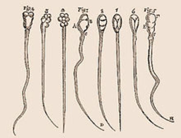 Anton Van Leeuwenhoek