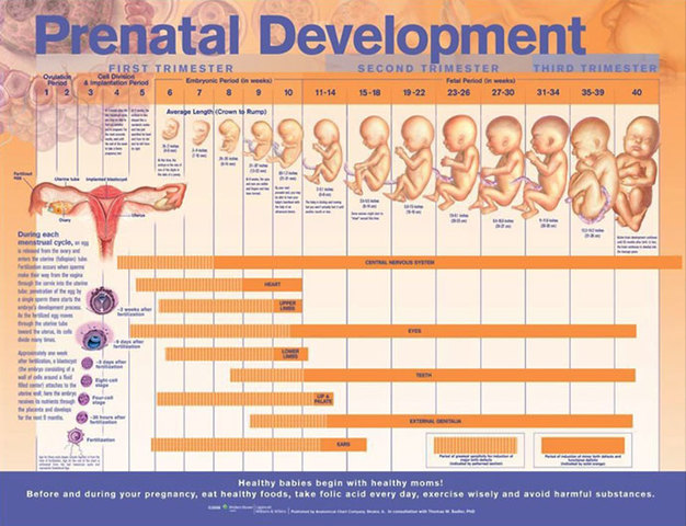 Prenatal development to Age 2 years old