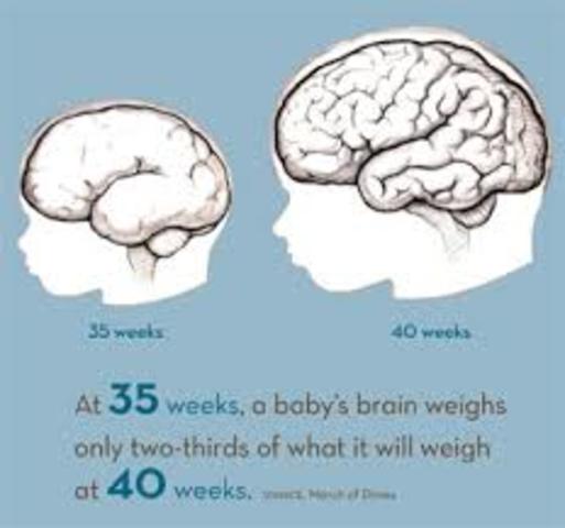 Prenatal Development