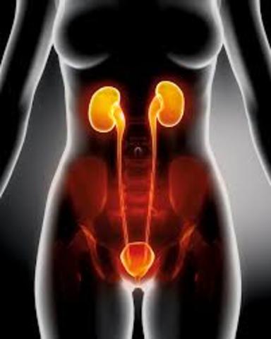 Concern: osteoporosis, skin problems, urinary incontinence