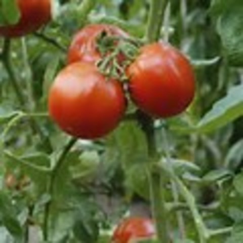 Second Harvest of Summer Crops