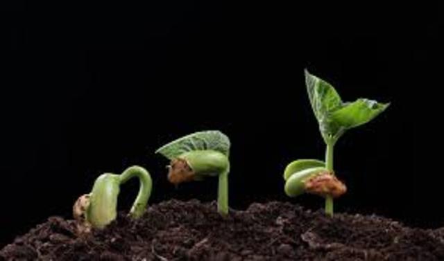 Volunteer Seed Planting Day
