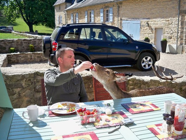 Feeding a deer somewhere in France