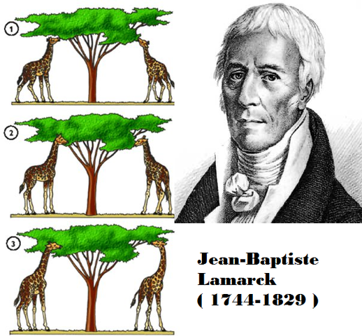 Lamarckismo o transformismo