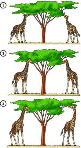 Lamarckismo o Transformismo     Esta teoría fue creada por Lamarck (que era creaccionista). Él propuso que las especies  cambiaban gracias a diversos factores que hacían que se adapte mejor