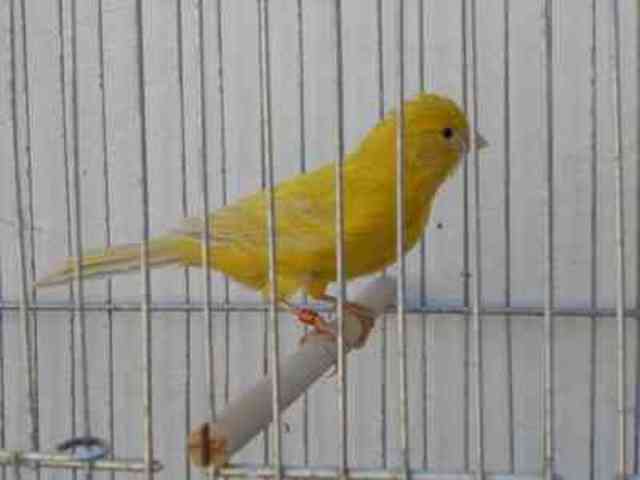 Tuve mi primera mascota