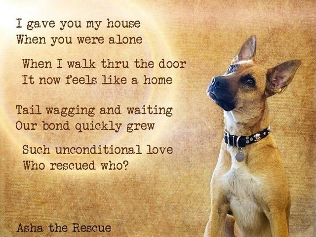 Adopt a rescued dog