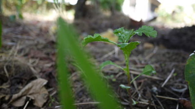 Siembra de la planta