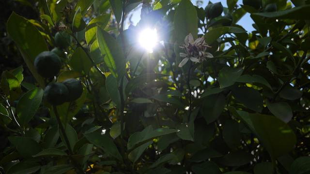 Cosecha de los primeros limones