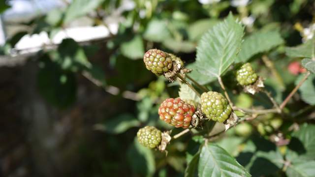 Primeras moras del verano