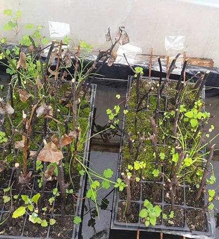 Se observa a los 51 días de haber sido colocado en la cámara húmeda.