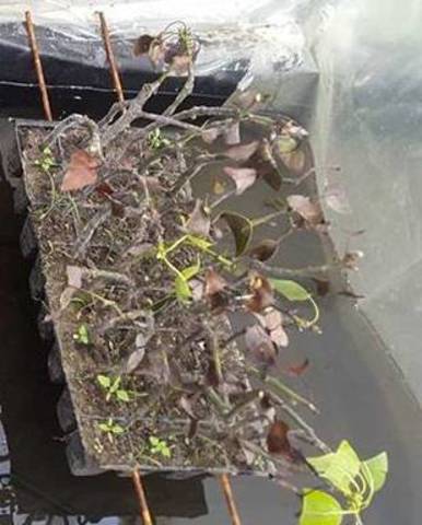 Se observa a los 41 días la tercera bandeja