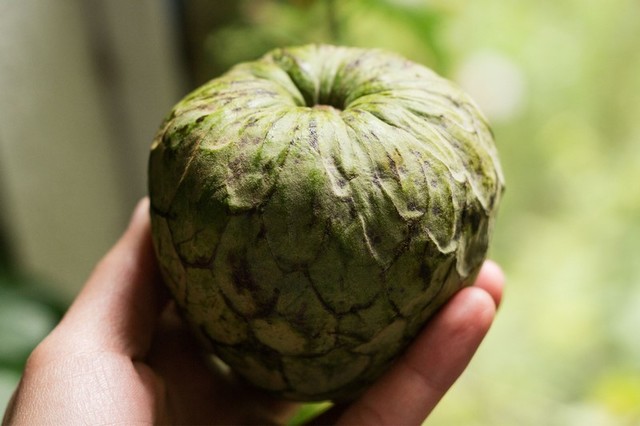 busqueda de la variedad representativa de chirimoya