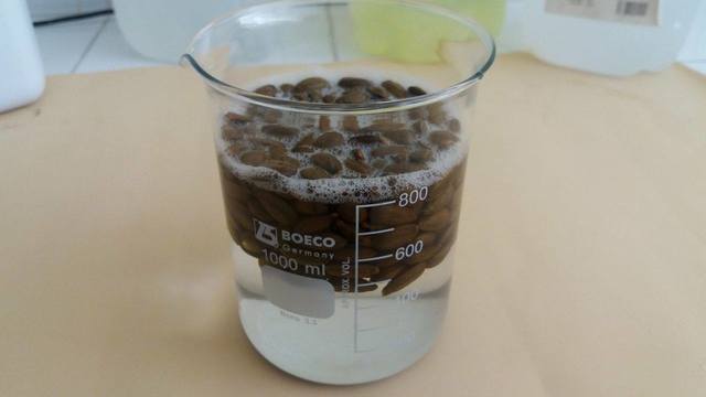 protocolo de desinfeccion de semillas