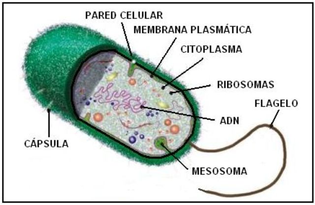 ORIGEN DE LA CÉLULA PROCARIOTA