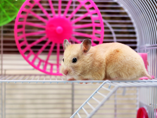 Hamster