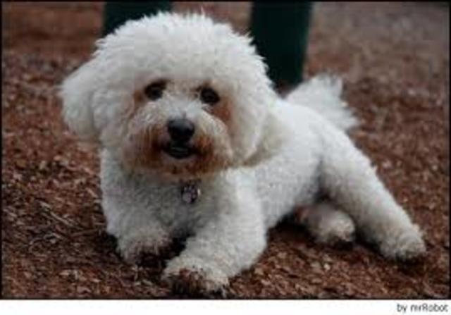 Compramos a otro perro (Pancho)