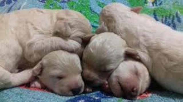 Anteultima camada de cahoritos