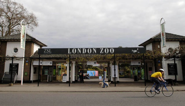 The London Zoo