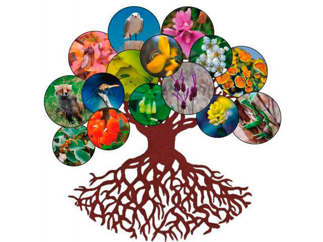 Ley 164 y 165 de 1994