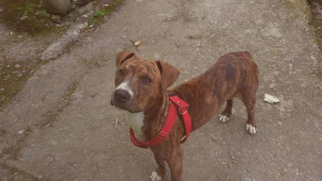 Adopción perro Pitbull