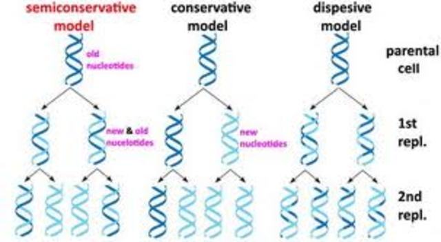 El experimento de Meselson y Stahl demuestra que la replicación del ADN es replicación semiconservativa
