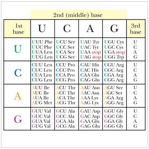 El código genético está organizado en tripletes