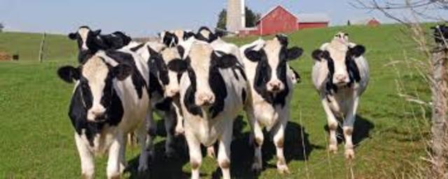 Diary and Livestock 2014