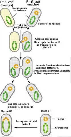 Material Genetico humano en una bacteria