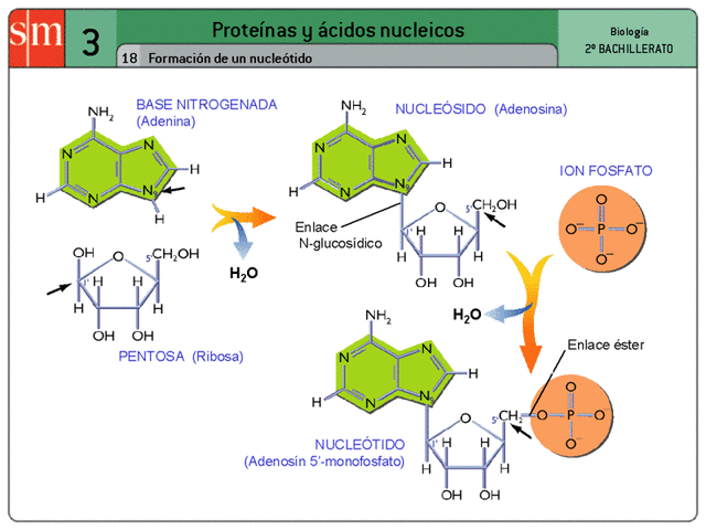 formación de un nucleotido