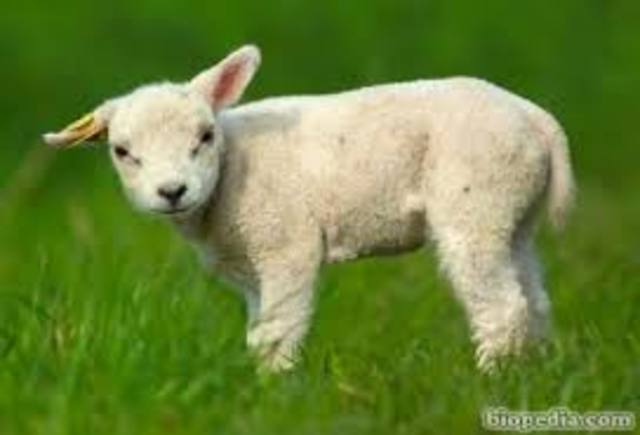 Dolly una oveja clonada