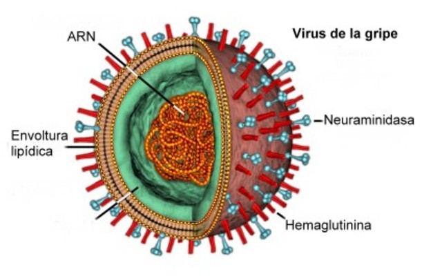 virus ARN