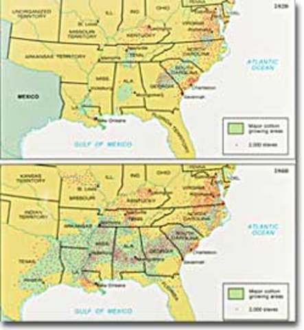 The Crowning of King Cotton