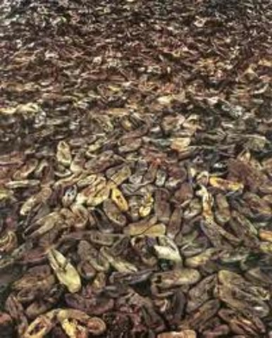 Order of given for the implementation of the "Final Solution"