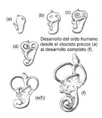 Desarrollo de la audición humana