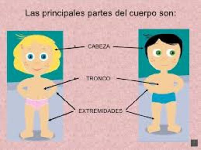 CONCEPTO DE CUERPO HUMANO