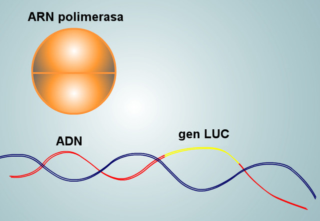 Descubrimiento Del ARN (polimerasa)