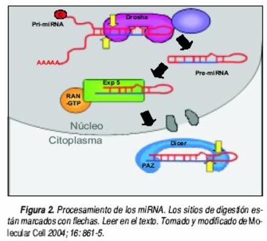Descubrieron Pequeños Complejos RNA