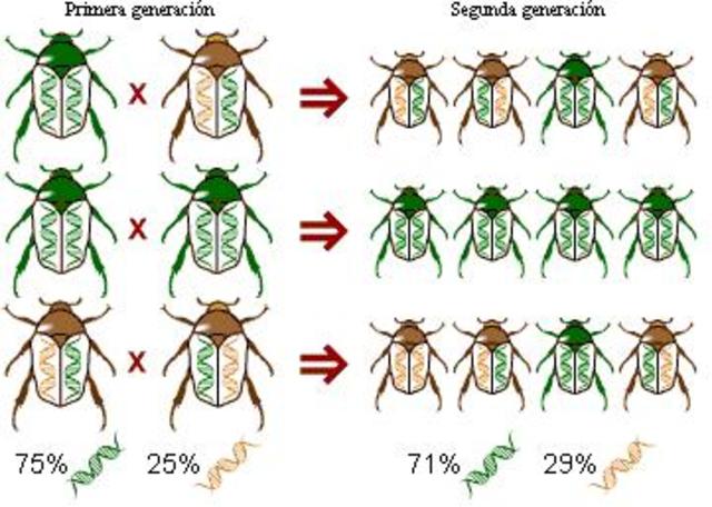 GENÉTICA CUANTITATIVA