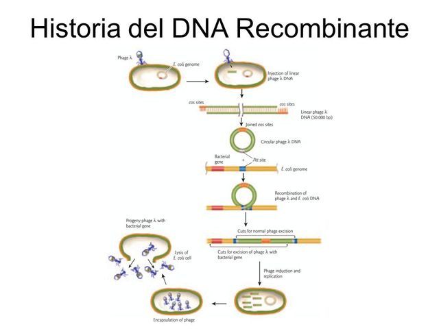 SE CONSTRUYE LA PRIMERA MOLÉCULA DE EL ADN RECOMBINANTE