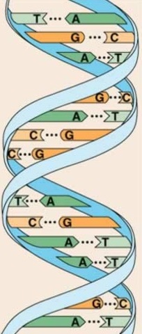 Watson y Crick postulan el modelo de la doble hélice del ADN.