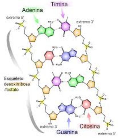 Torbor Casperson, Einar Hammersten