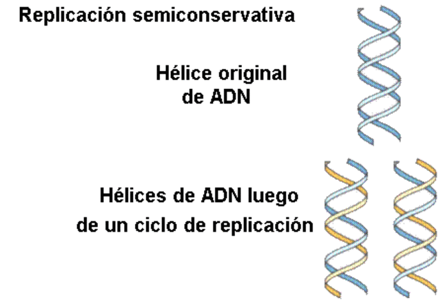 Messelson y Stahl demuestran que la replicacion del ADN es semiconservativa.